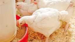 أسعار الفراخ في البورصة اليوم...