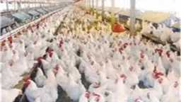 أسعار الفراخ اليوم في البورصة...